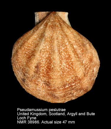 Pseudamussium peslutrae (17).jpg - Pseudamussium peslutrae(Linnaeus,1771)